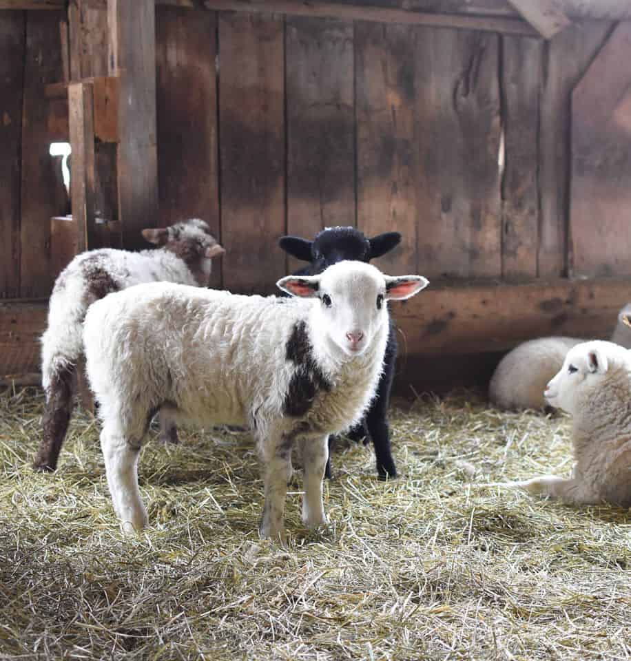 Willow Pond Farm