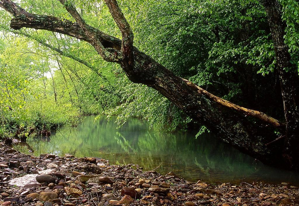 Ozark-St. Francis National Forest
