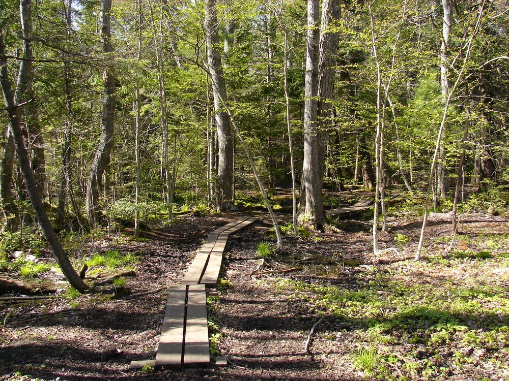 Falmouth Nature Preserve