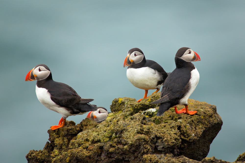 Project Puffin Visitor Center