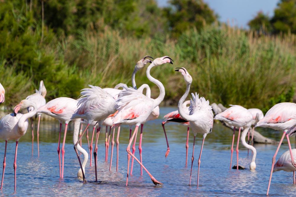 Camargue