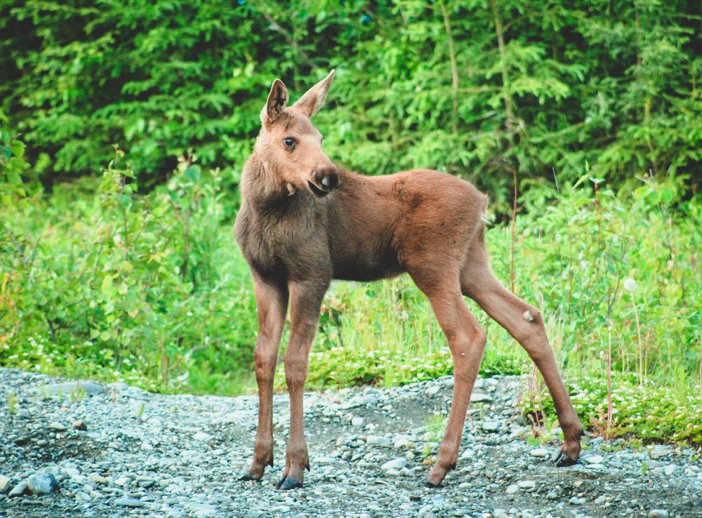 Baby Moose On Hiking Trail In Soldotna