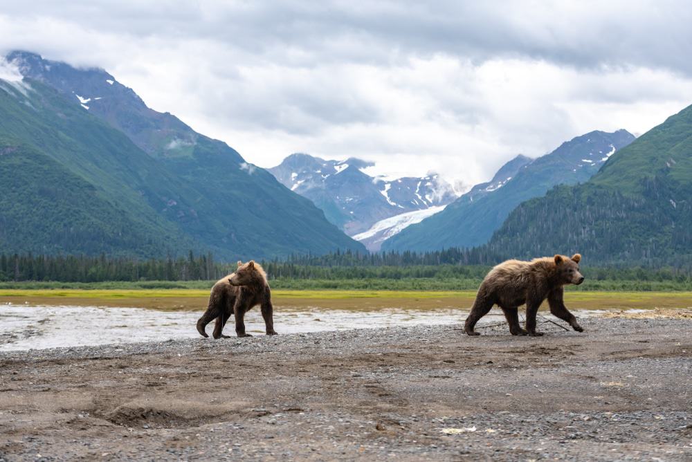 Grizzly Bear Near Lake Clark