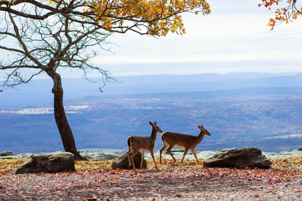 Mount Nebo State Park