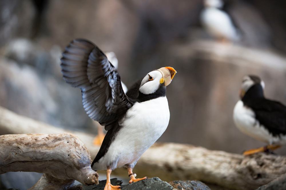 Alaska SeaLife Center