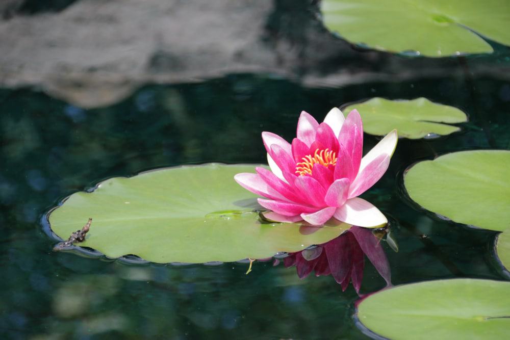 Botanical Gardens of the Ozarks