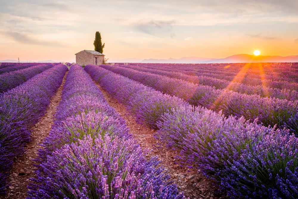 Valensole Plateau