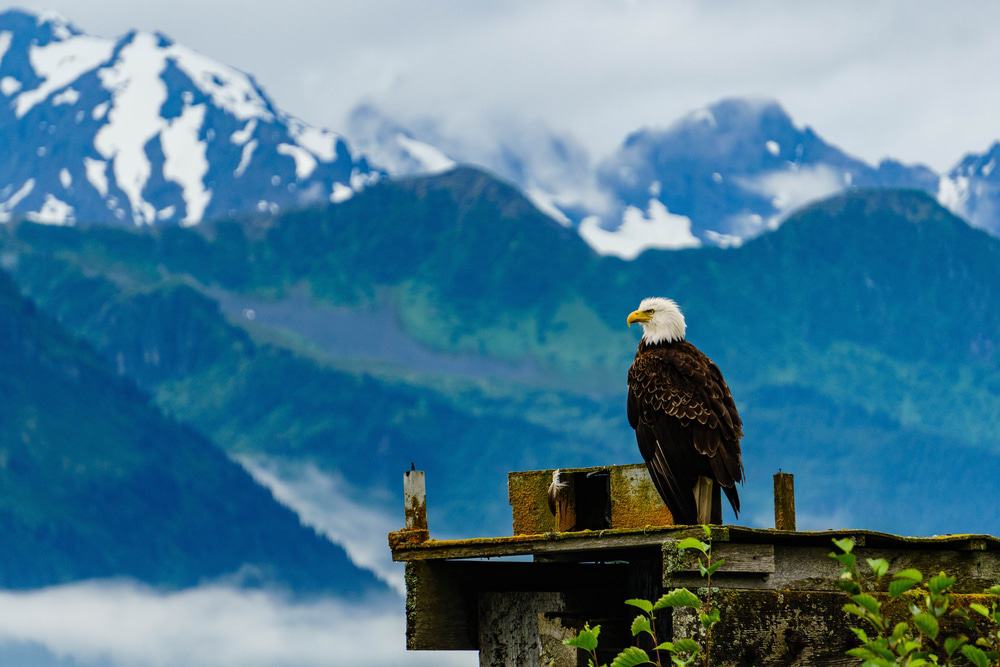 Alaskan Eagle in Seward
