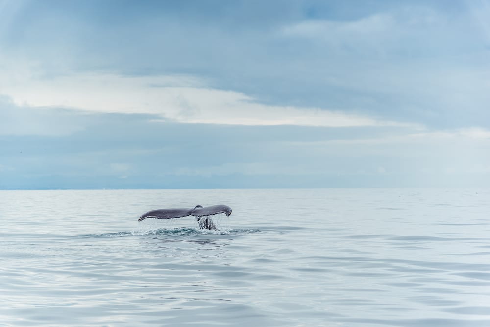 Reykjavik Whale Watching