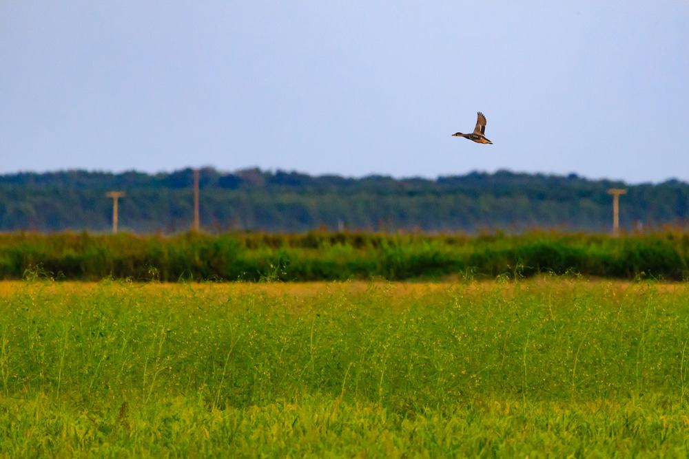 Bald Knob National Wildlife Refuge