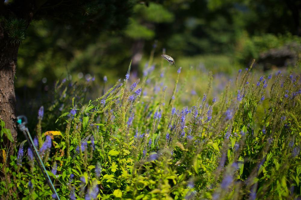 Daegu Arboretum
