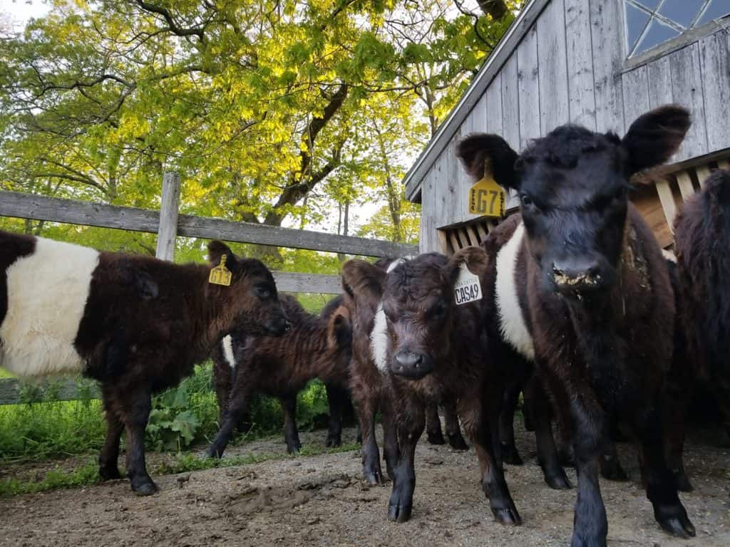 Aldemere Farm