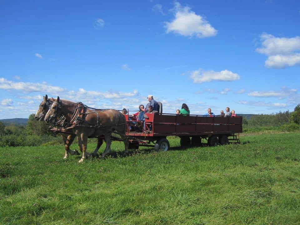 Apple Farm