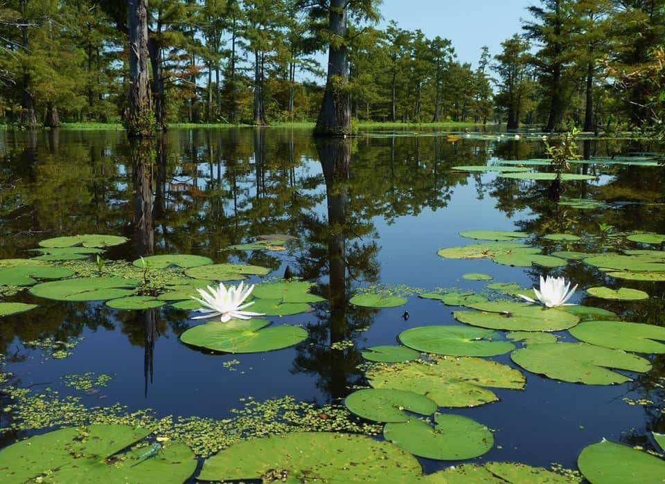 Felsenthal National Wildlife Refuge