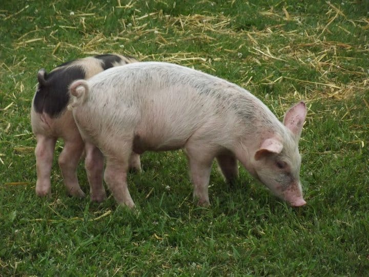 Houlton Agricultural Fair