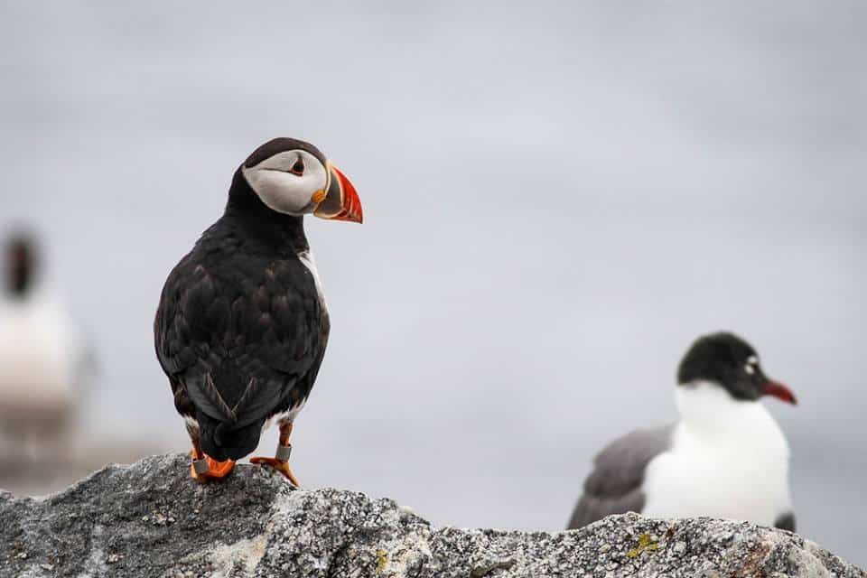 Project Puffin Visitor Center