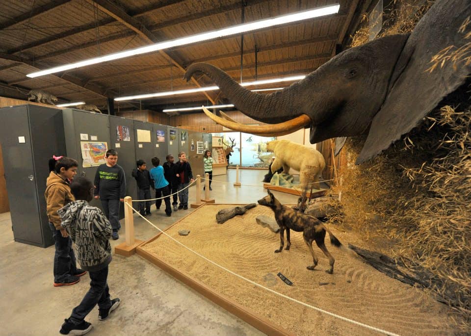 Turner Neal Museum Of Natural History