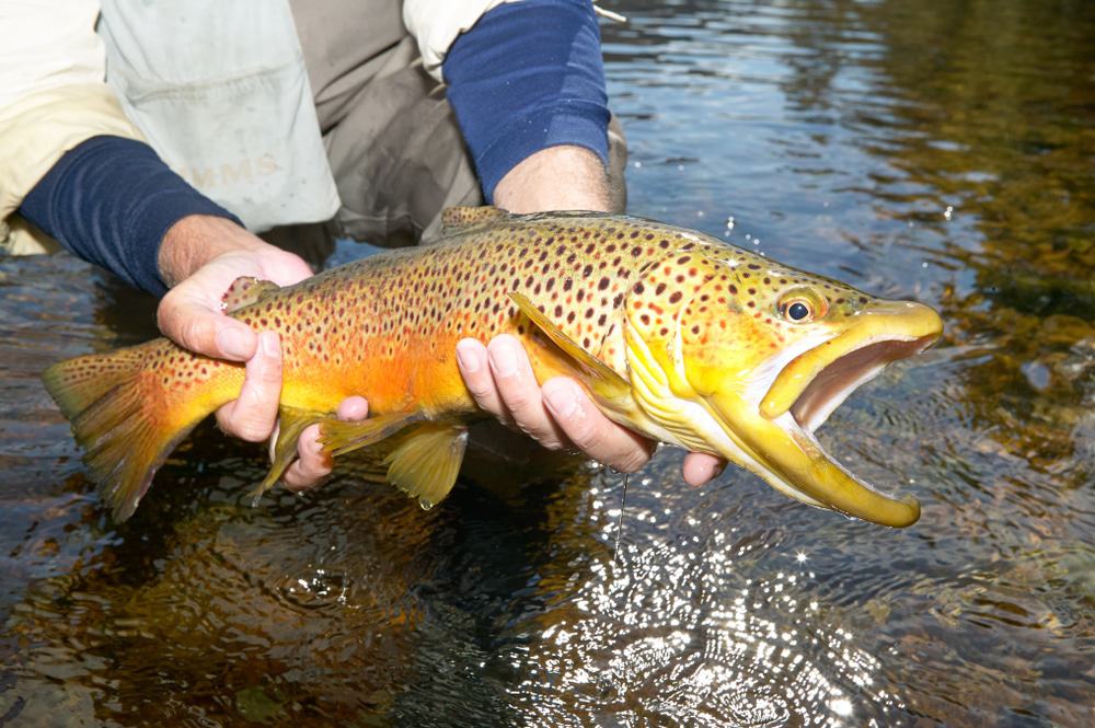 Trout Fishing on the white river