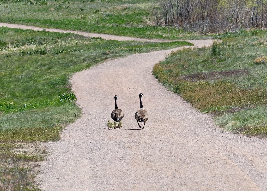 Big Dry Creek Trail, Westminster