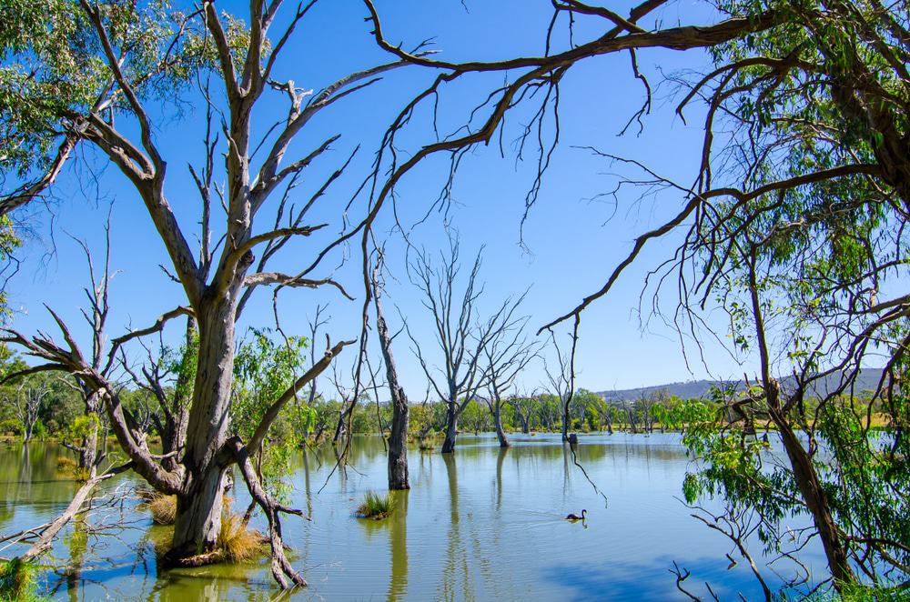 Wonga Wetlands