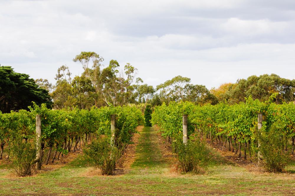 Geelong Wine Region, Bellarine Peninsula Vineyard
