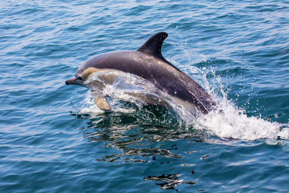 Dolphin, Algarve, Portugal