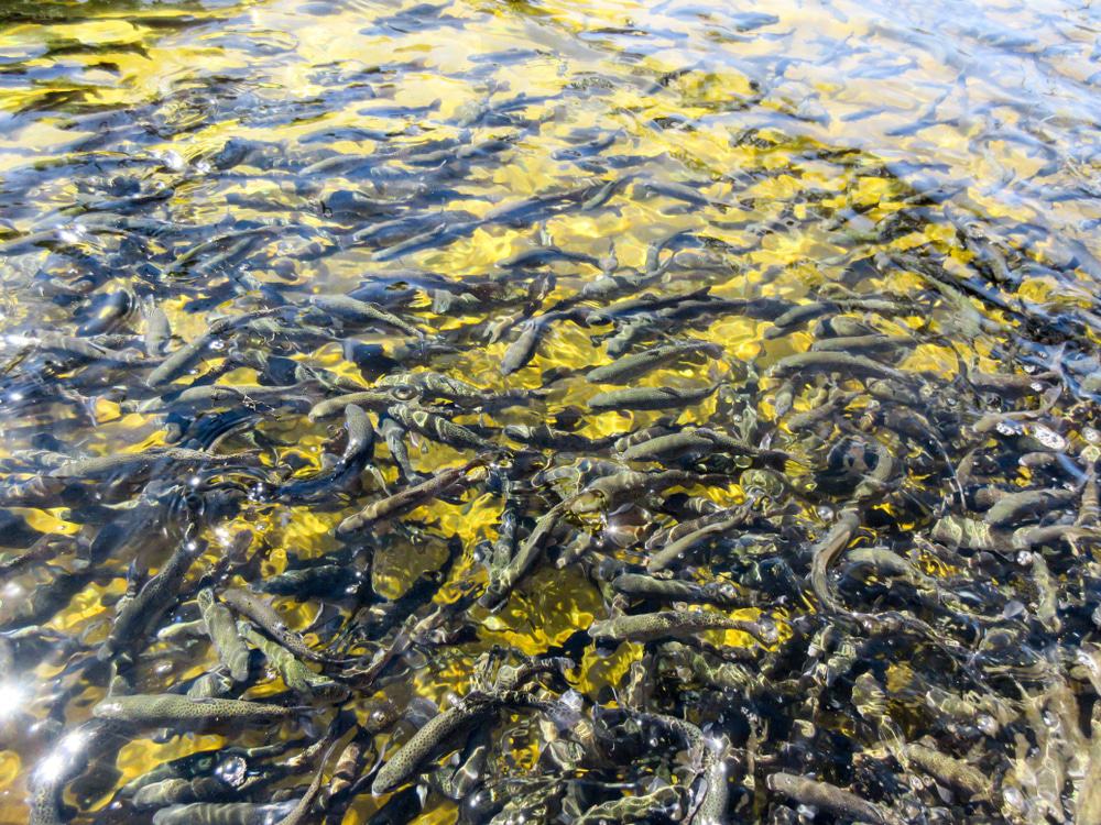 Durango Fish Hatchery and Wildlife Museum