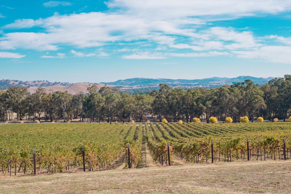 Vineyard In Bendigo