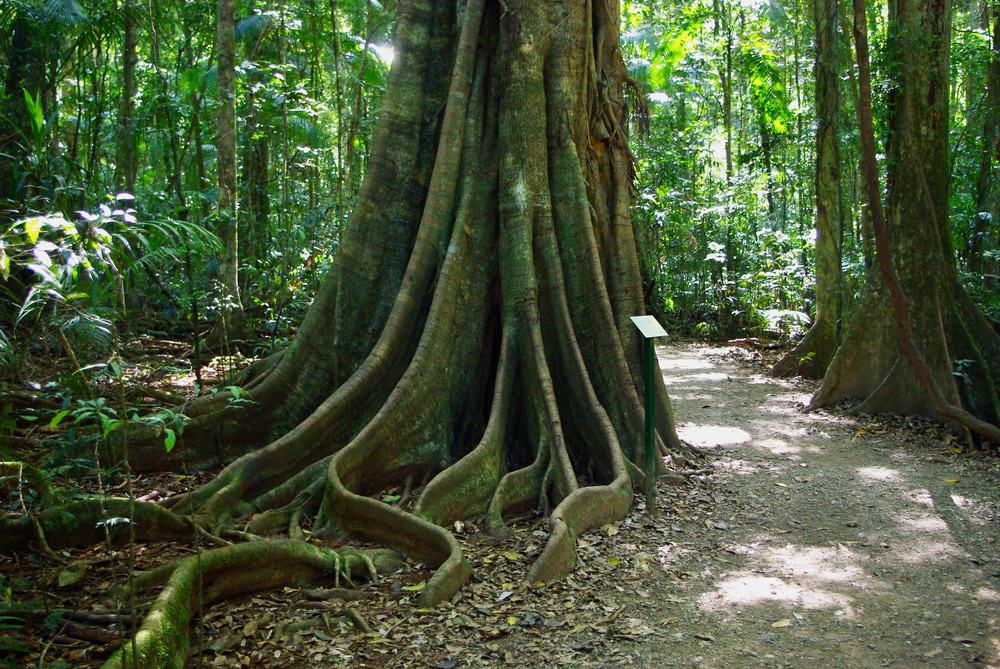 Mary Cairncross Scenic Reserve