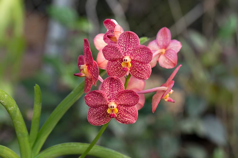 butterfly orchid