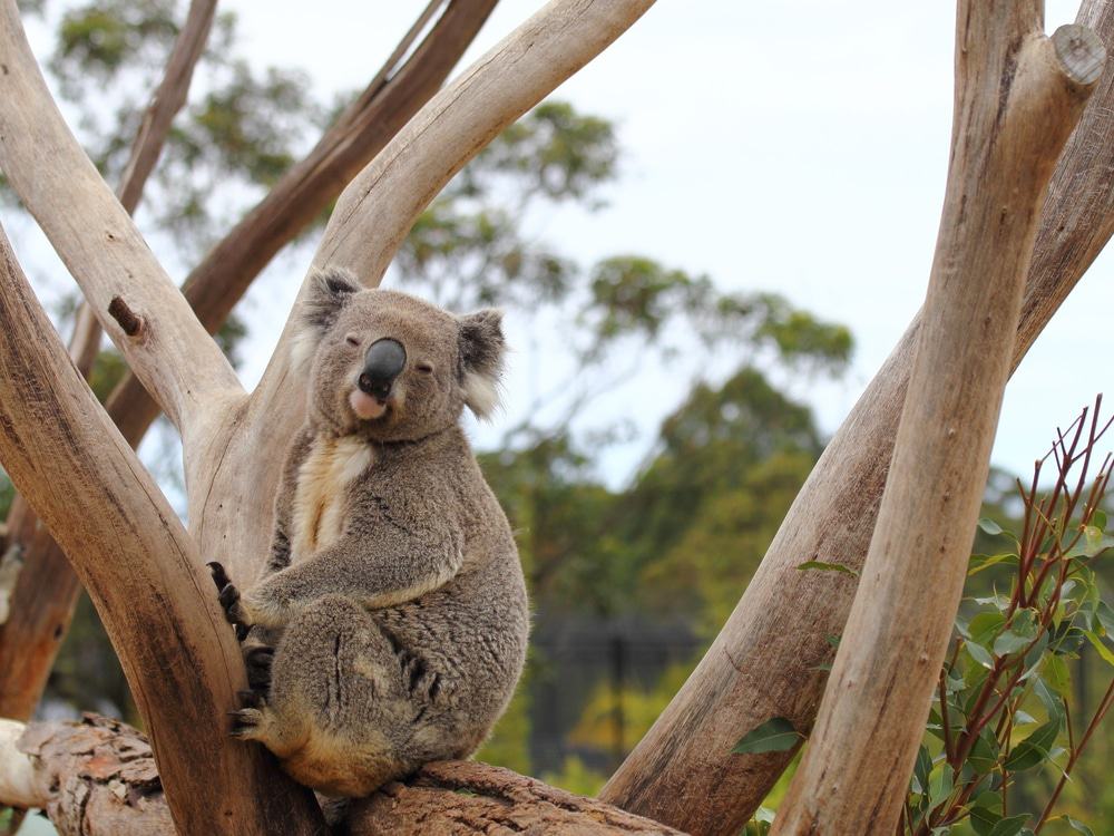 Symbio Wildlife Park