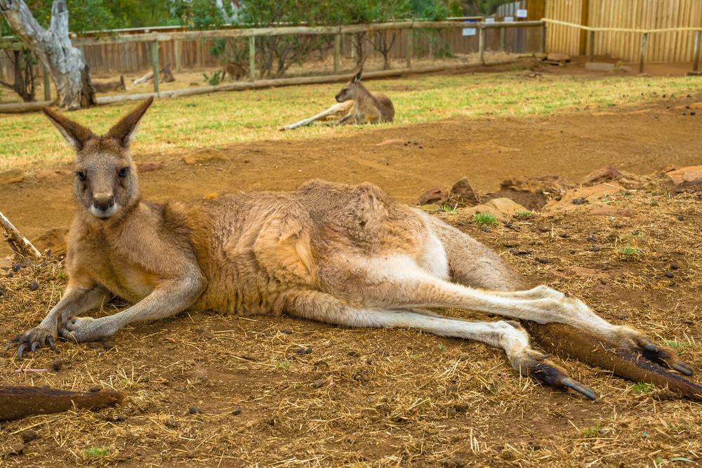 Bonorong Wildlife Sanctuary