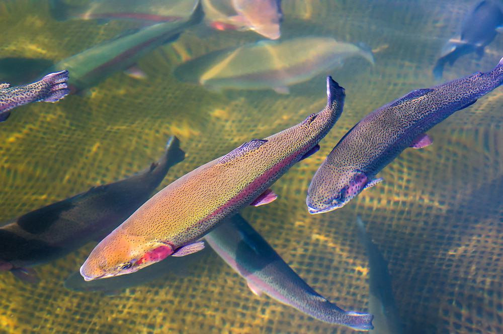Norfork National Fish Hatchery