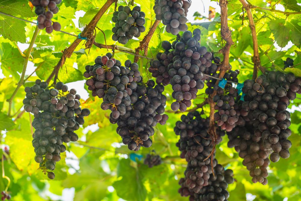 Two Rivers Winery