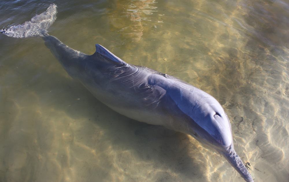 wild dolphin at Rainbow Beach