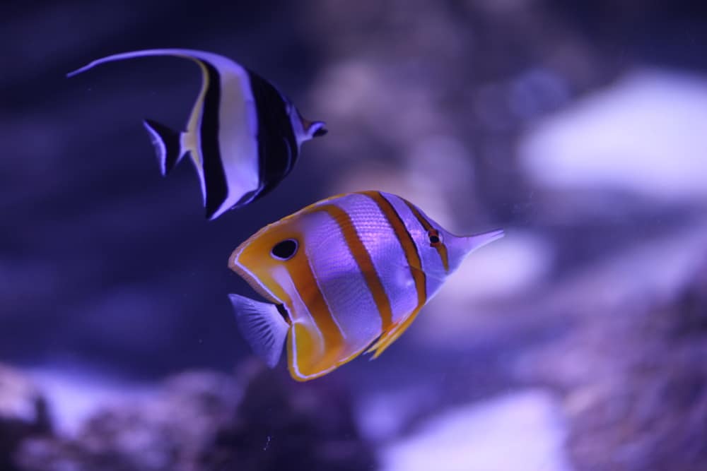 SEA LIFE Aquarium