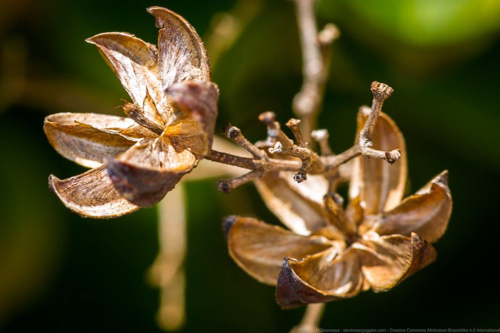 Dubbo Regional Botanic Garden