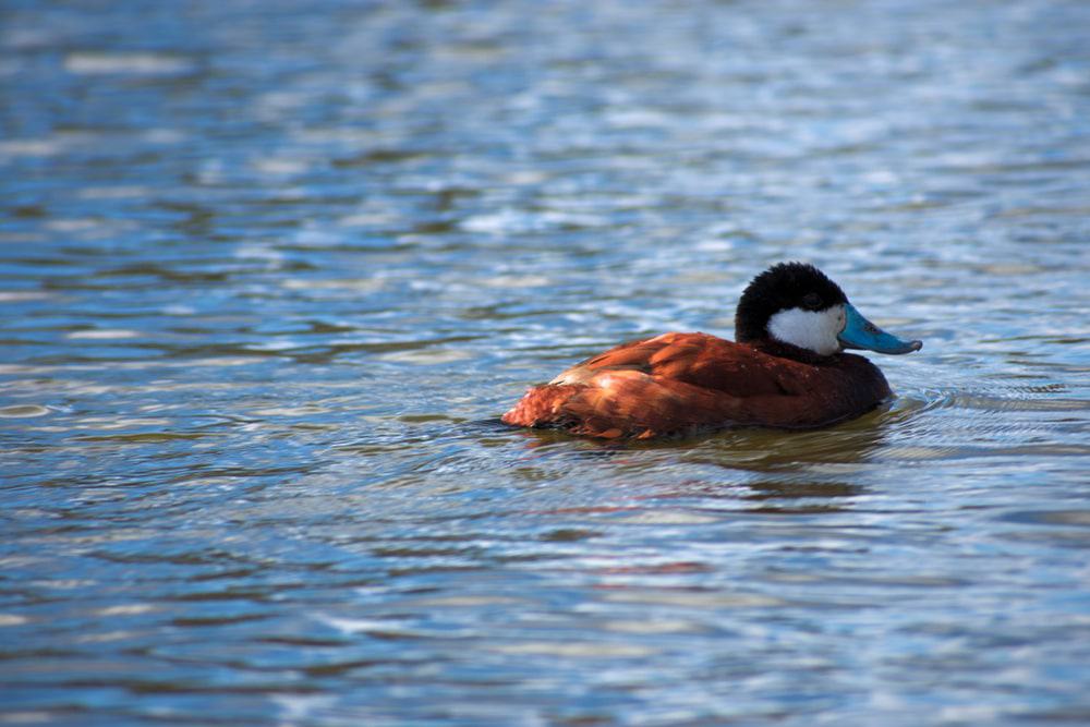 Discovery Lake, San Marcos