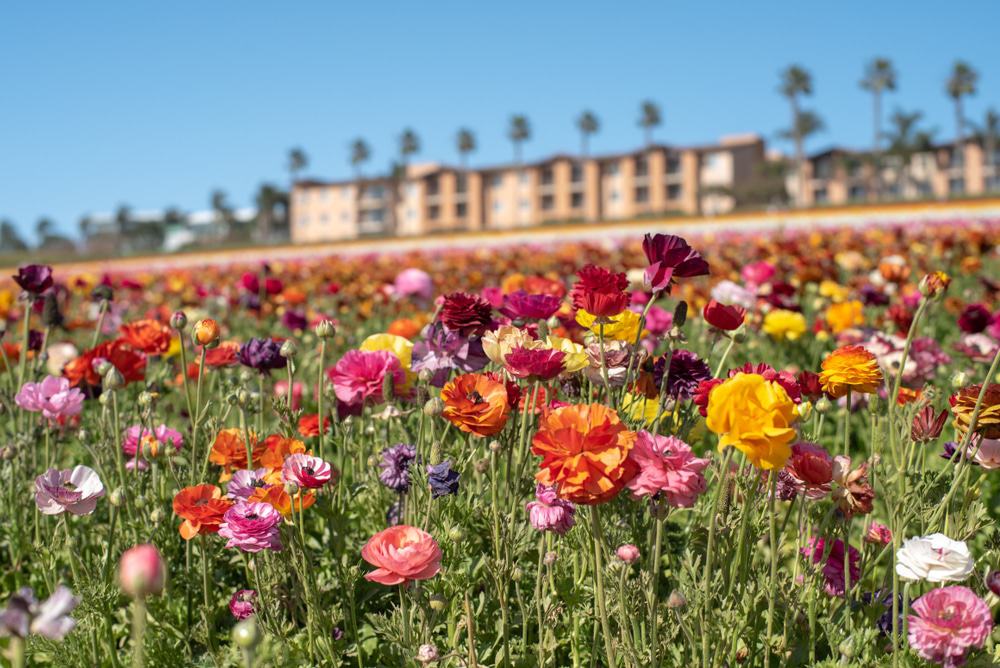 Flower Fields at Carlsbad Ranch