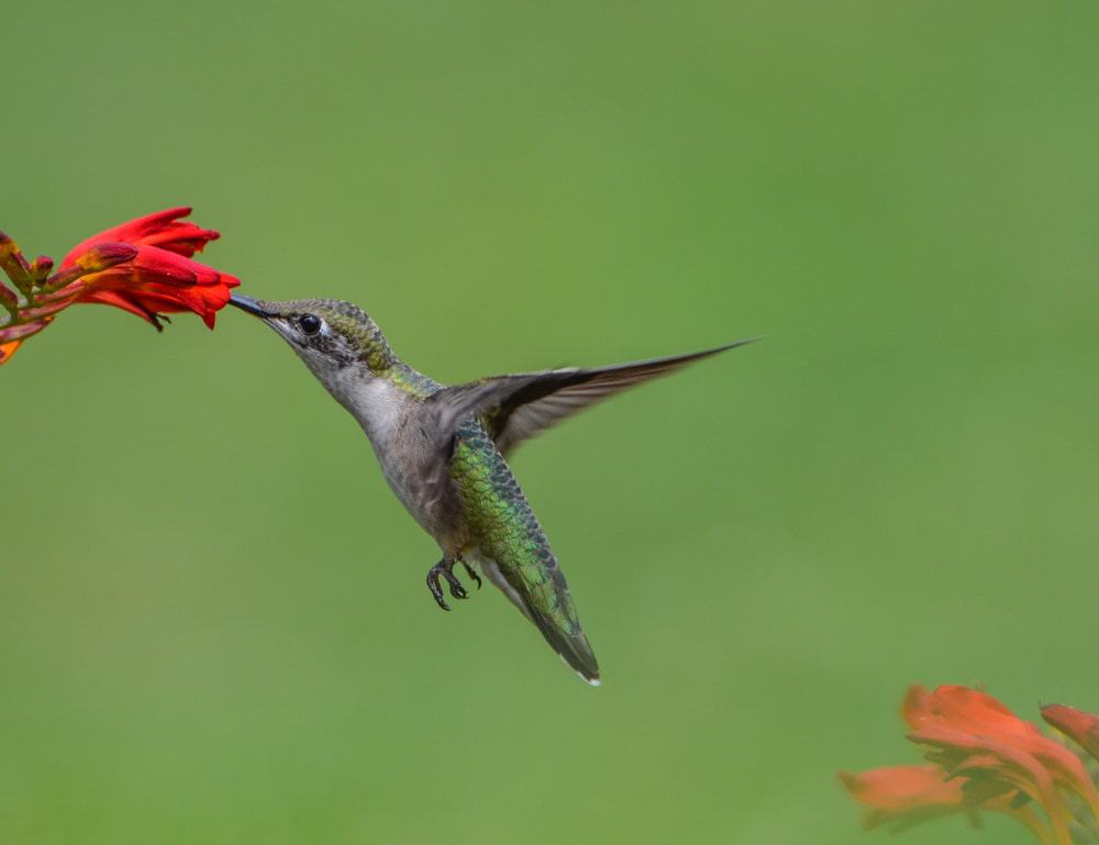 Red Clay Valley Important Bird Area