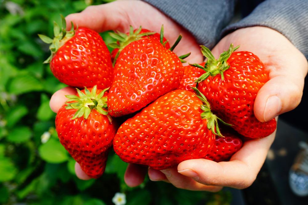 Berry Patch Farms