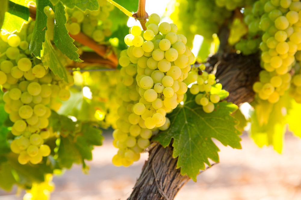 Tertini Wines