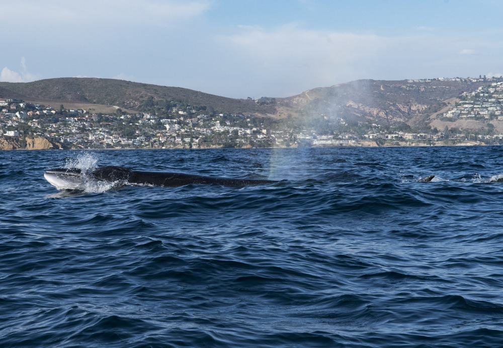 Whale Watching Tour From Newport Harbor