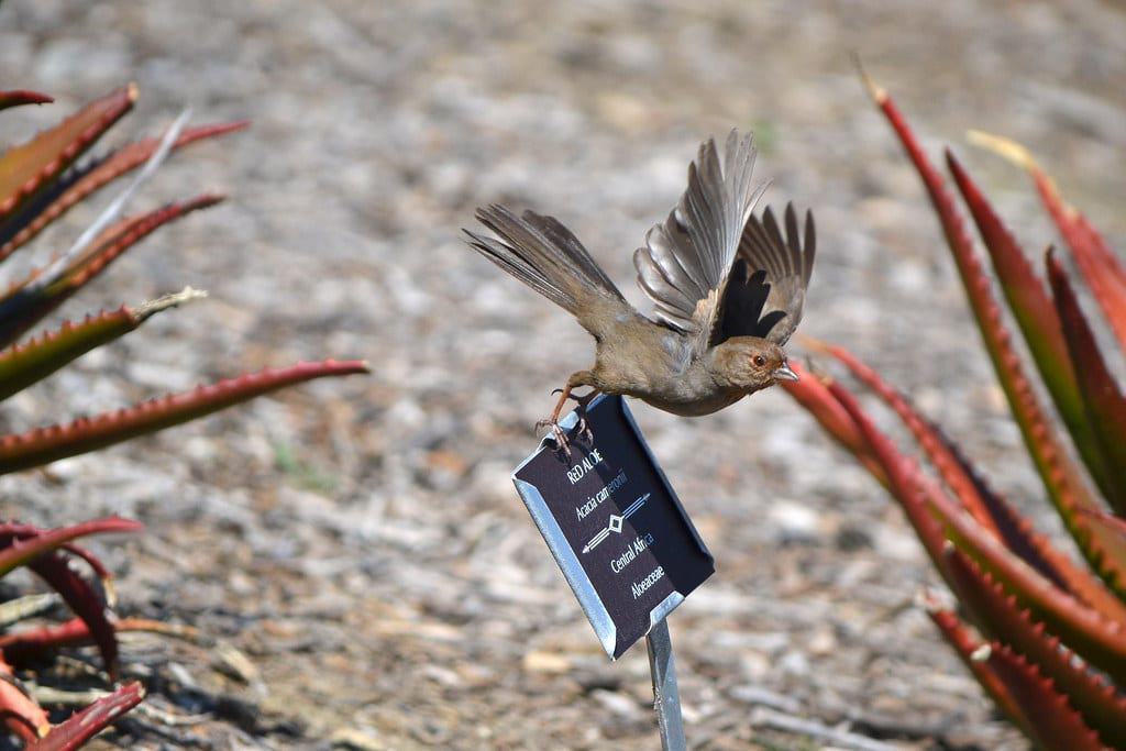 Niguel Botanical Preserve