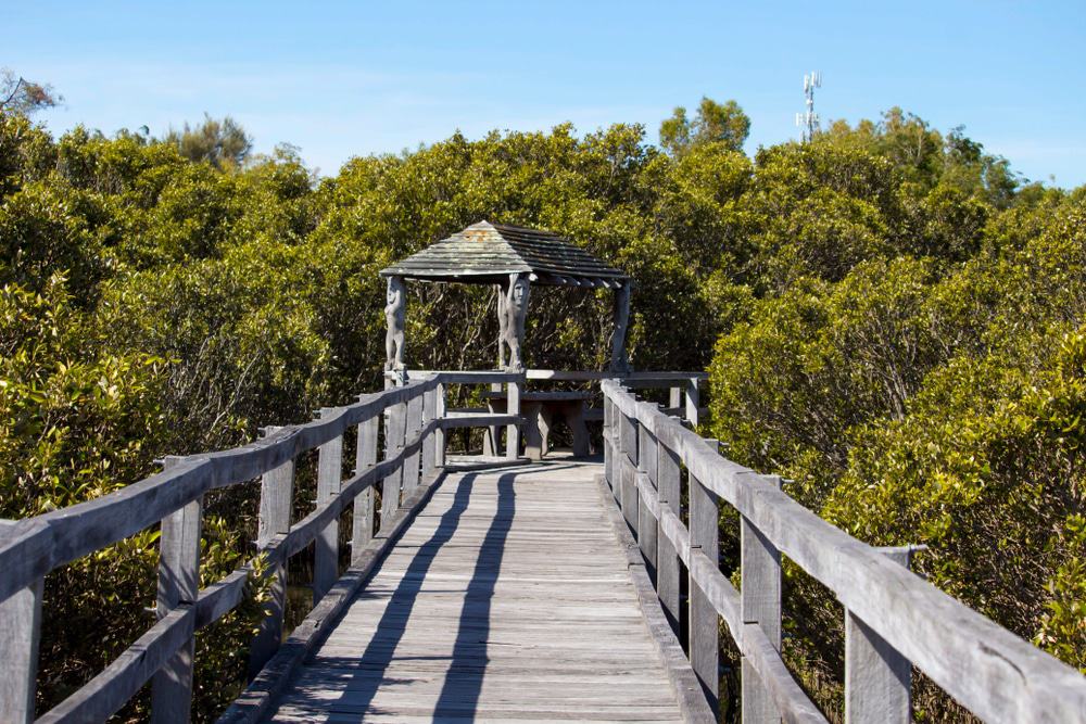 Mangrove Boardwalk