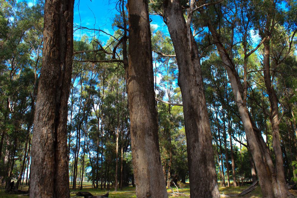 Tuart Forest National Park