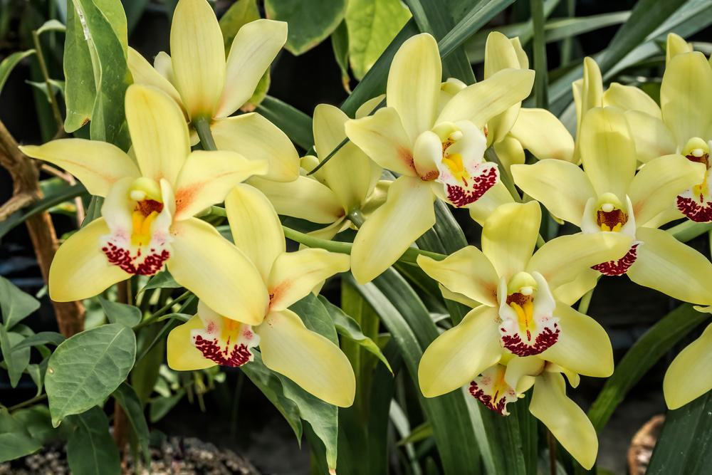 Mackay Orchid House