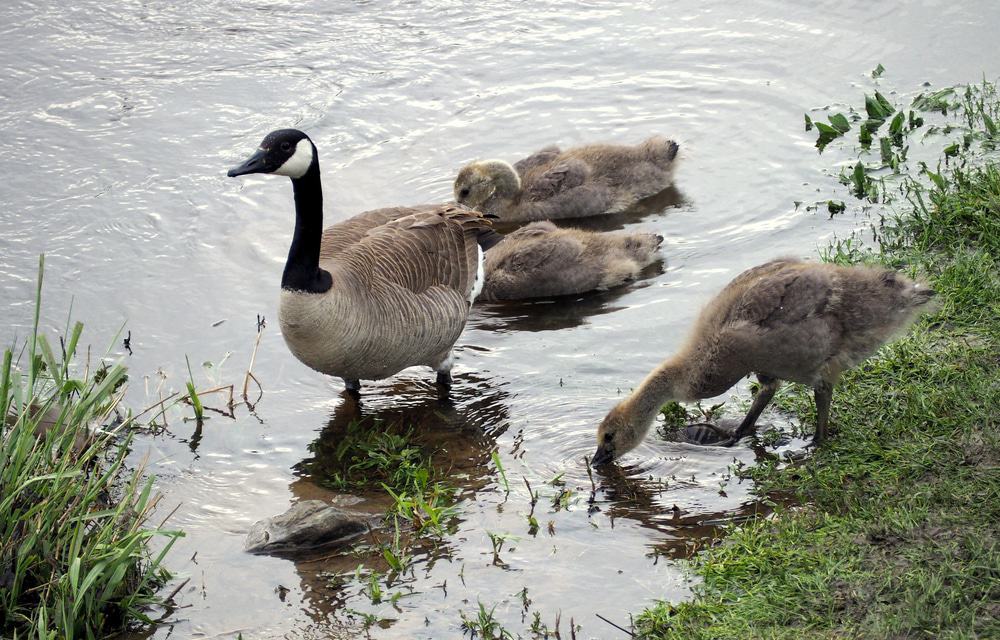Tilley Pond Park