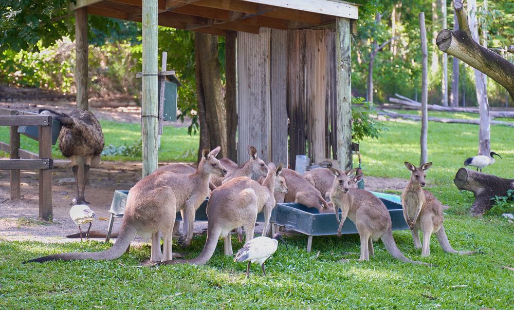 Rockhampton Zoo
