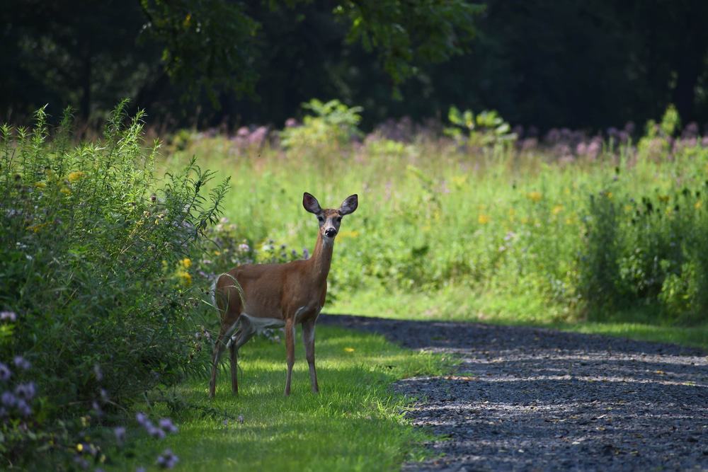 Middle Run Valley Natural Area